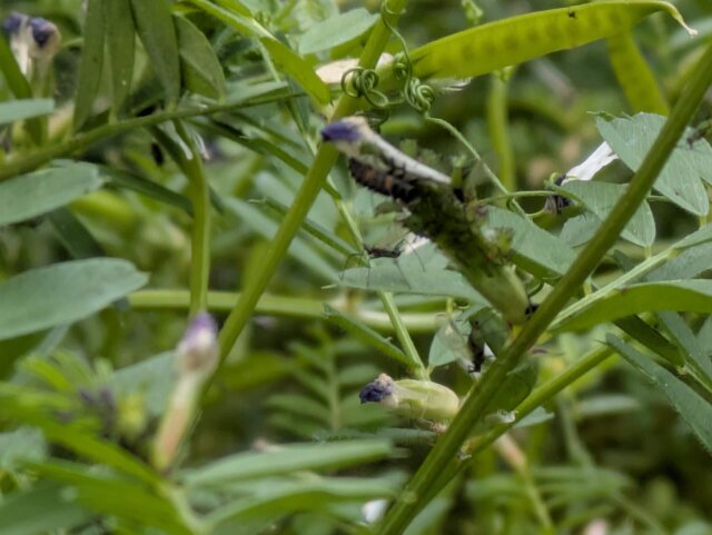 カラスノエンドウとアブラムシ