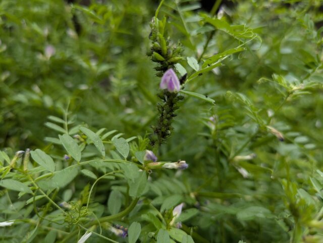 カラスノエンドウとアブラムシ