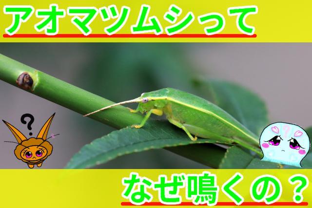 アオマツムシ なぜ鳴く