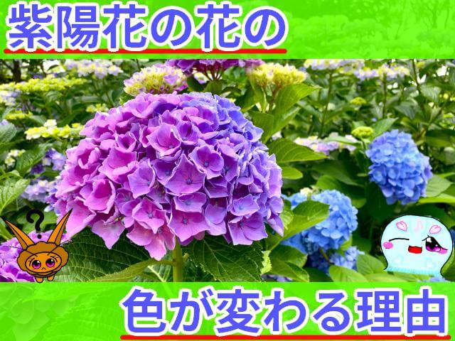 アジサイ 花の色変わる なぜ