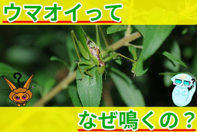 ウマオイ なぜ鳴く