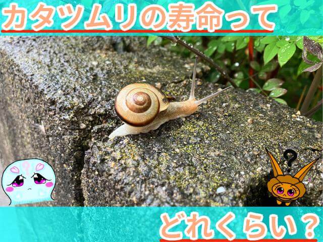カタツムリ 寿命