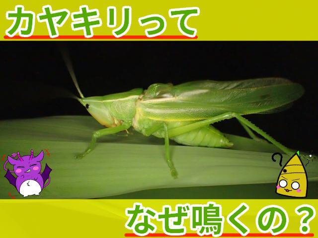 カヤキリ なぜ鳴く