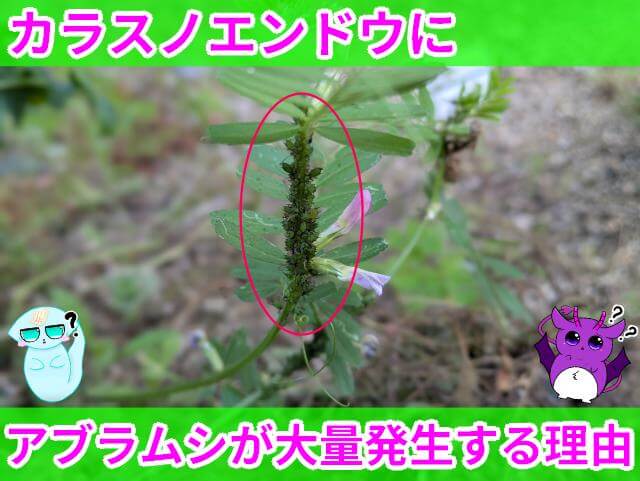 カラスノエンドウ アブラムシ 大量発生