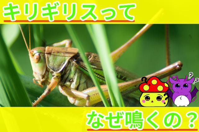 キリギリス なぜ鳴く