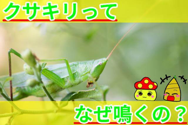 クサキリ なぜ鳴く