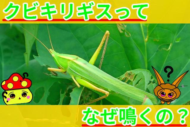 クビキリギス なぜ鳴く