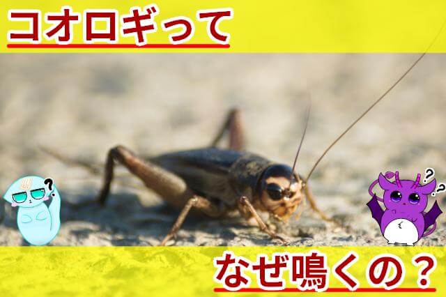 コオロギ なぜ鳴く