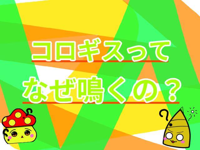 コロギス なぜ鳴く