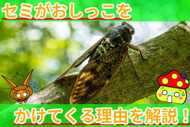 セミ おしっこ
