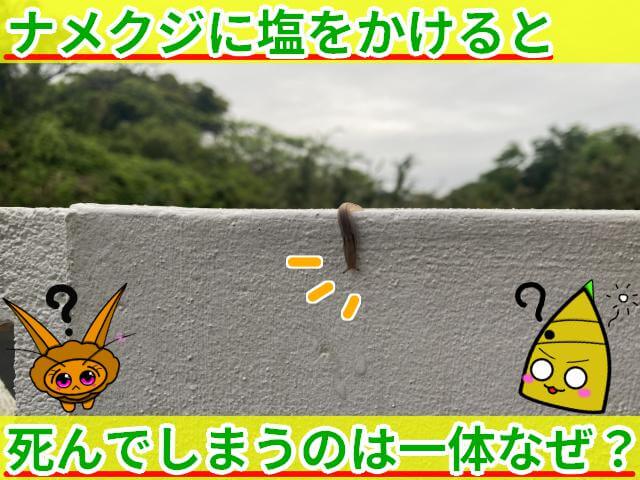 ナメクジ 塩をかけると死ぬ なぜ？