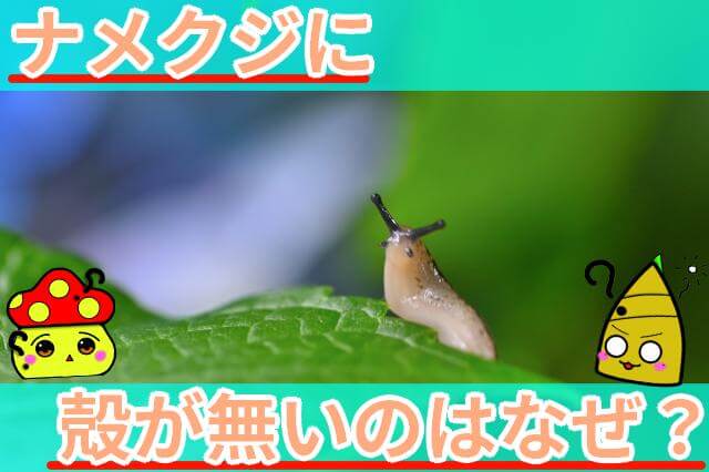 ナメクジ 殻をもたない理由