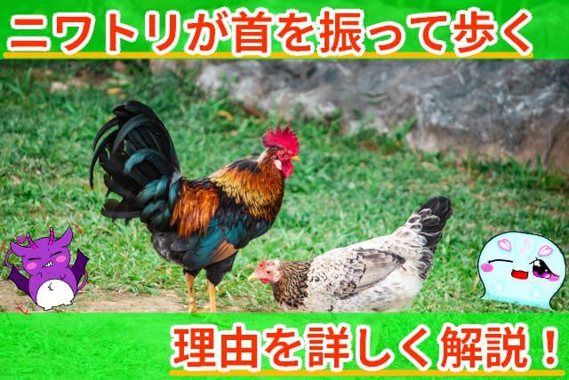 ニワトリ 首を振って歩く