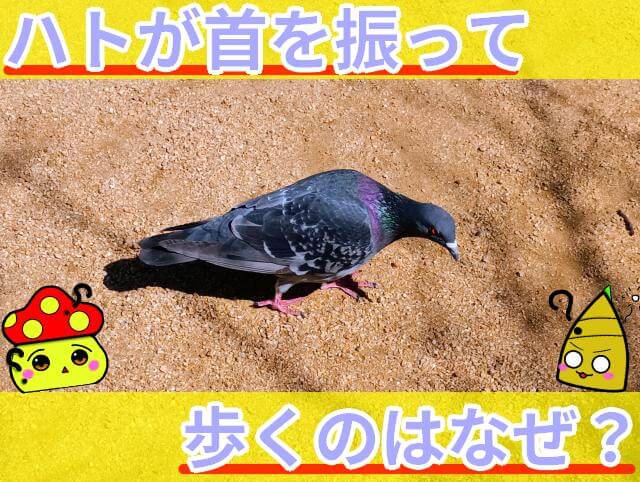 ハト 首を振って歩く
