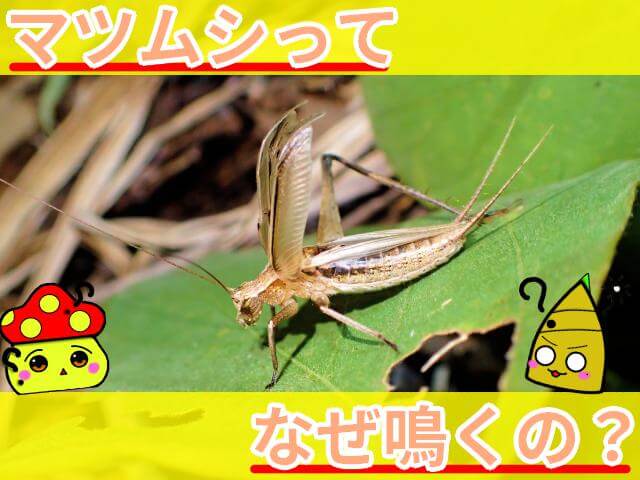 マツムシ なぜ鳴く