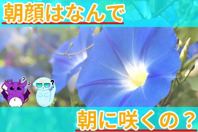 朝顔 なぜ朝に咲く