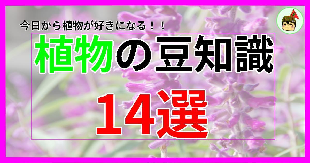 植物の豆知識