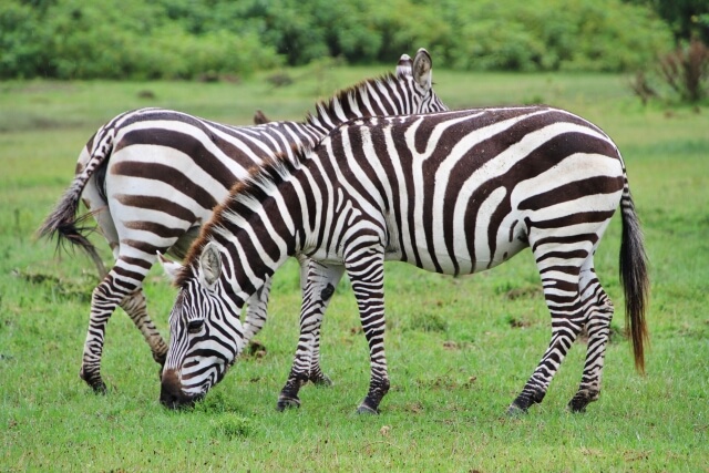 サバンナシマウマ