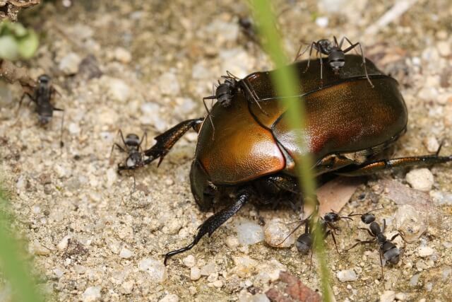 アリにたかられているカナブン