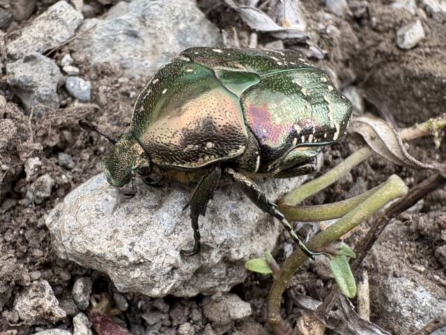 シロテンハナムグリ