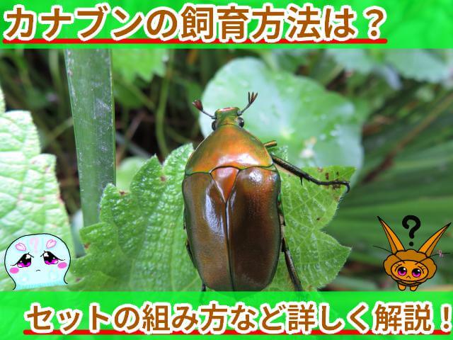 カナブン 飼育方法