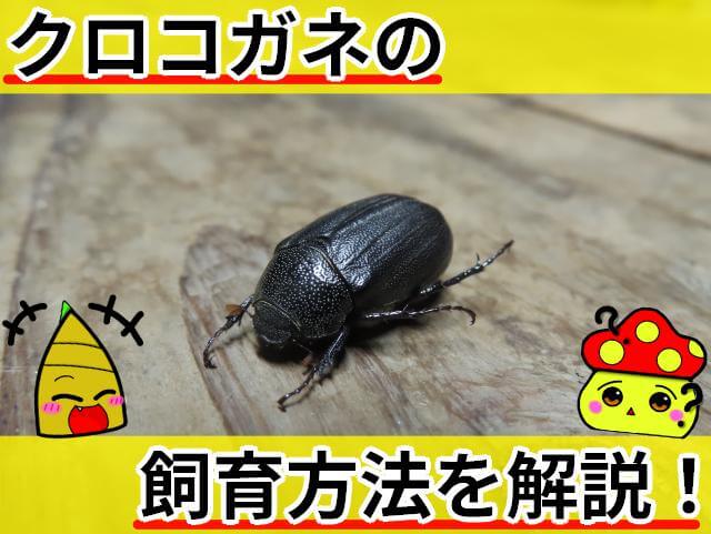 クロコガネ 飼育方法