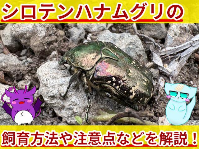 シロテンハナムグリ 飼育方法