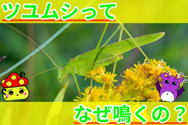 ツユムシ なぜ鳴く