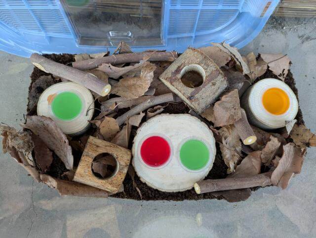 飼育ケース 昆虫ゼリー設置