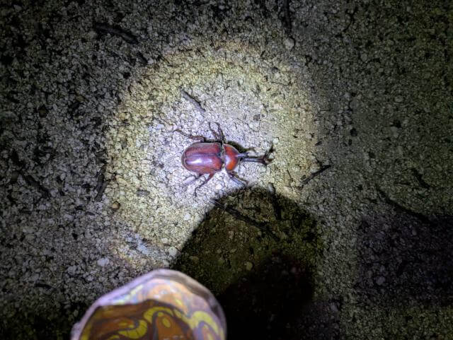 カブトムシ