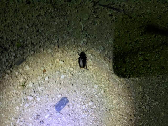 ノコギリカミキリ