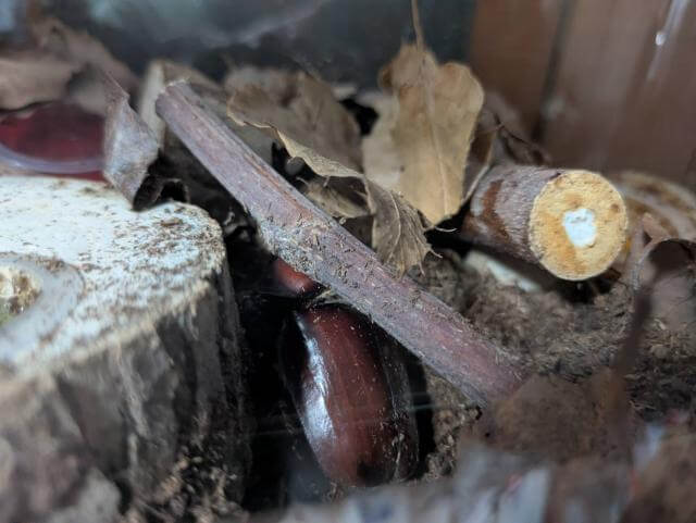 カブトムシ