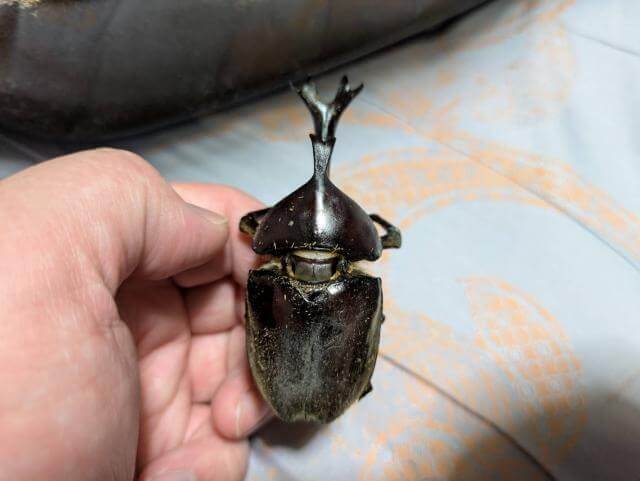 カブトムシ