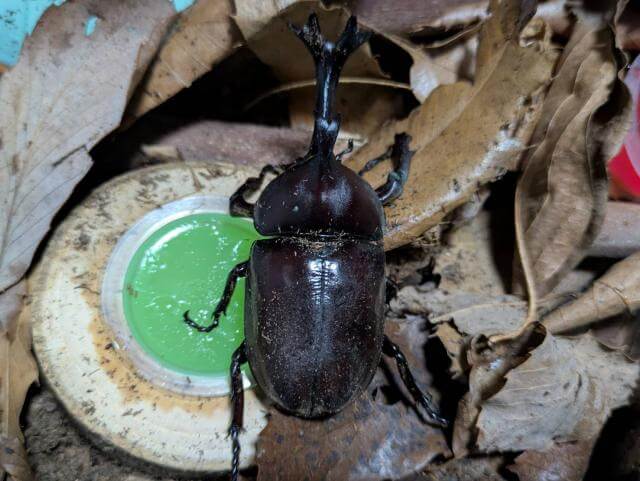 カブトムシ