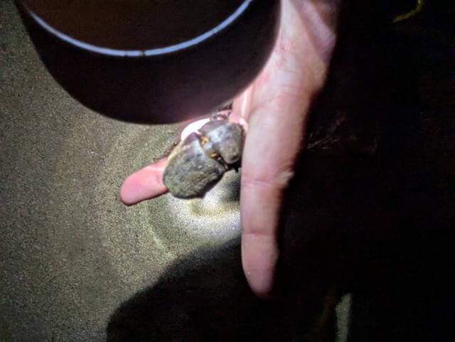 カブトムシ