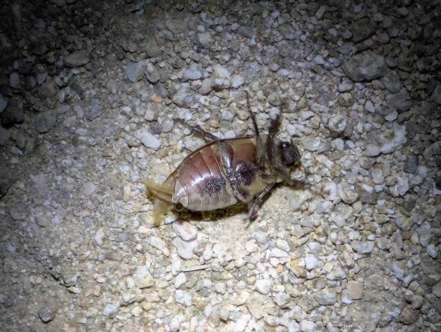 コフキコガネ