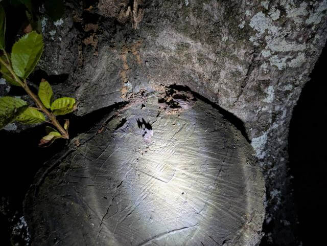 樹木