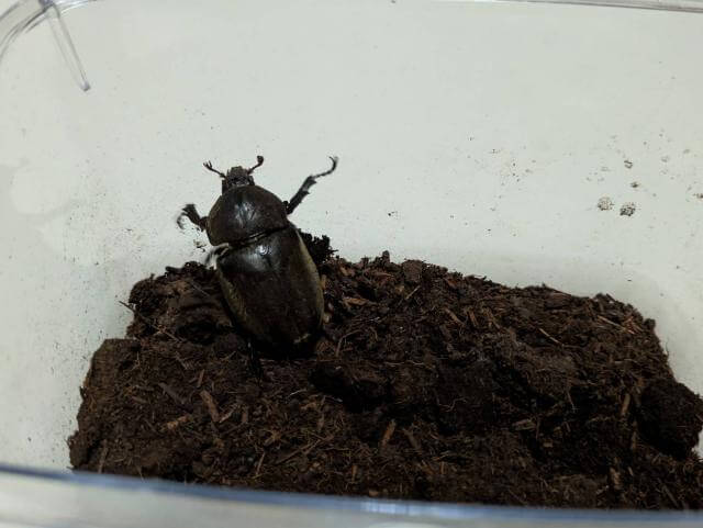カブトムシ