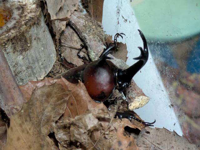カブトムシ