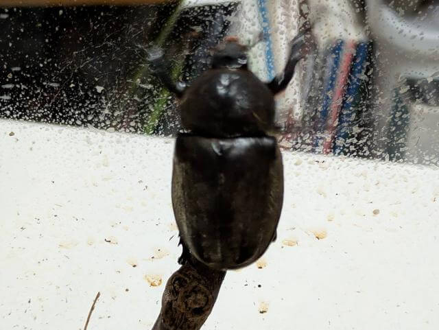 カブトムシ