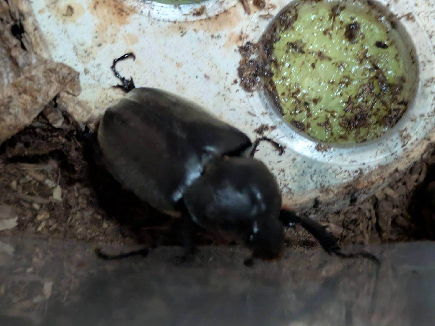 カブトムシ