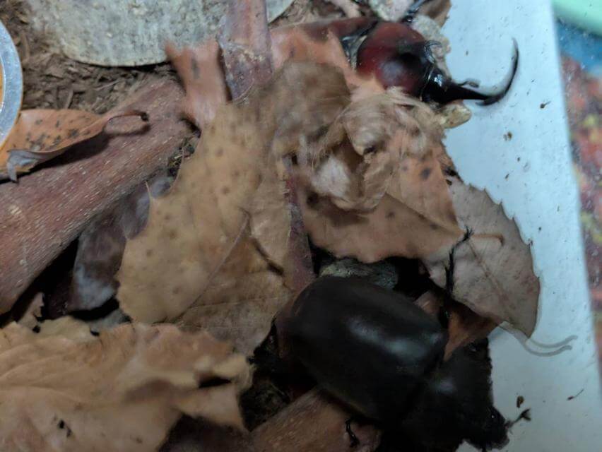 カブトムシ