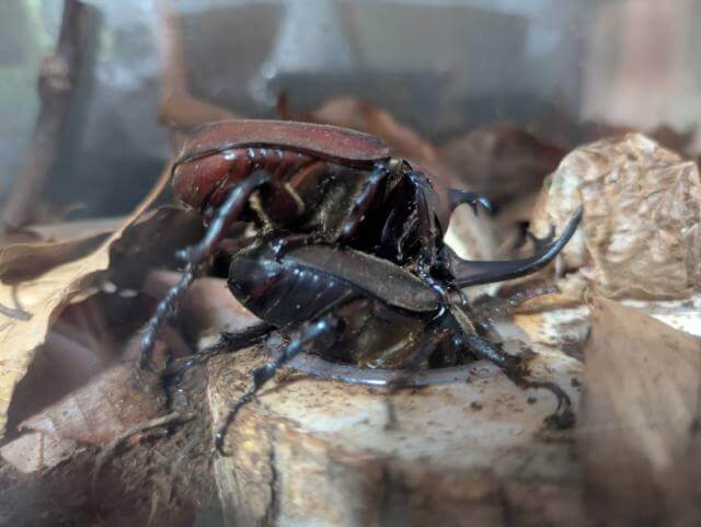 カブトムシ