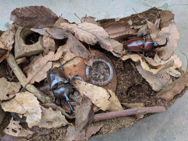 カブトムシ