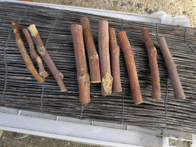カブトムシ 枝