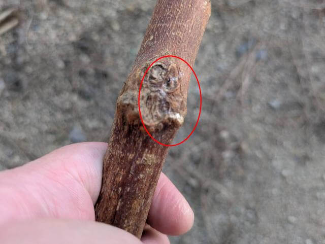 カブトムシ 枝