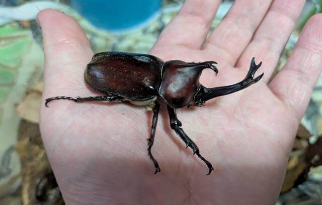 カブトムシ