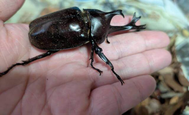 カブトムシ
