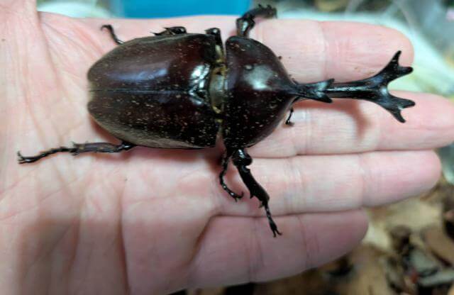 カブトムシ