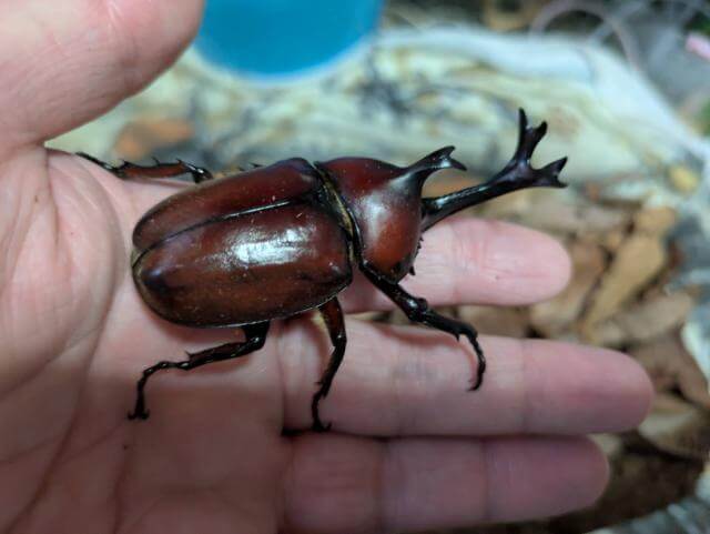 カブトムシ